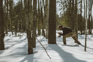 Man in winter forest drilling hole in tree to collect sap