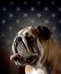 Fido Ops Bull Dog in front of American Flag