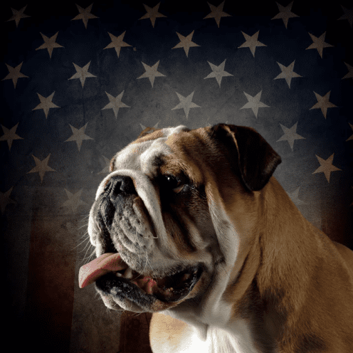 Fido Ops Bull Dog in front of American Flag