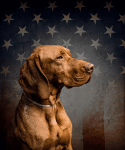 Fido Ios Lab breed dog against American Flag backdrop