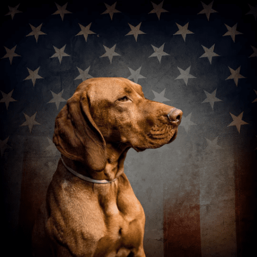 Fido Ios Lab breed dog against American Flag backdrop