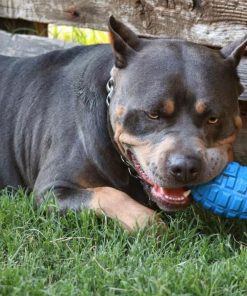 Pitbull chewing on the blue grenade chew toy