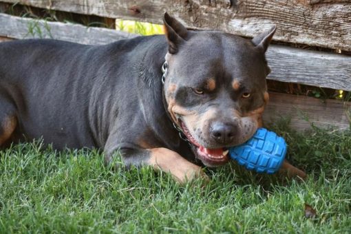 Pitbull chewing on the blue grenade chew toy