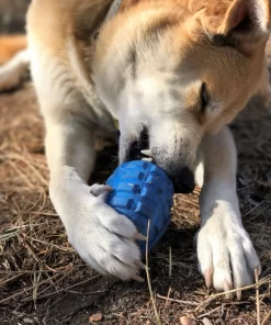 Sheba using the Blue Grenade chew toy