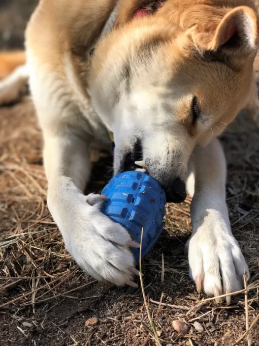 Sheba using the Blue Grenade chew toy