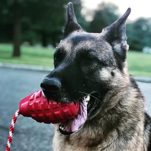 German Shepard happily holding one of the soda pup tug and chew grenade toys in red, size large